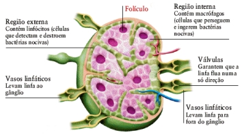 : : : gânglio linfático : : :