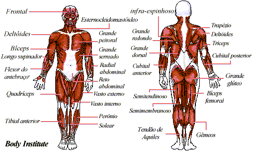 : : :  esquema dos msculos  : : :