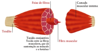: : : interior de um músculo : : :