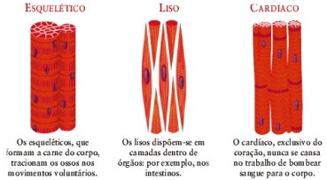 : : : tecido muscular : : :