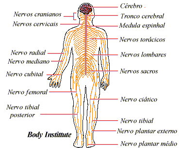 : : : sistema nervoso : : :