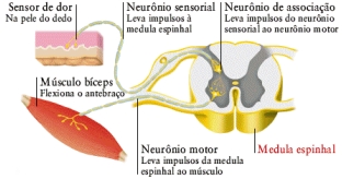 : : : impulso nervoso : : :