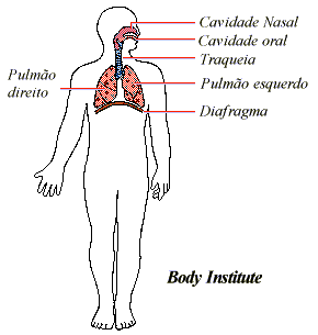 : : : sistema respiratório : : :