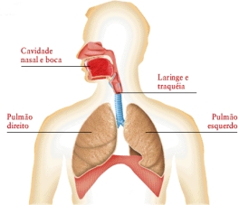 : : : sistema respiratório : : :