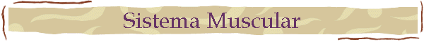 Sistema Muscular